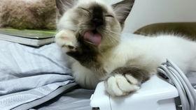 娱乐吃瓜酱三花猫的魅力